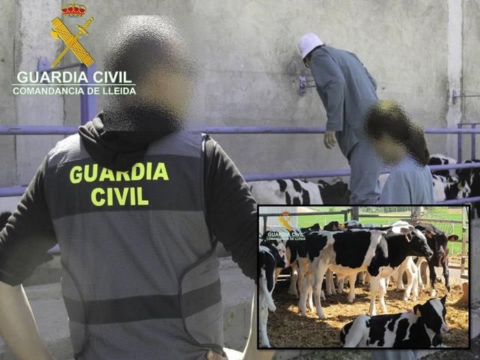La Guardia Civil en una explotación de vacuno.