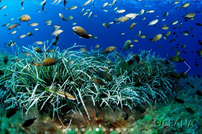 Oceana reclama medidas para evitar la pesca de juveniles en el Mediterráneo y recuperar las poblaciones.