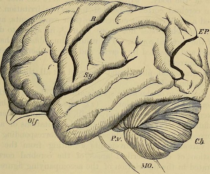 Dibujo del cerebro de un orangután, recogido en el libro 'Handbook of Physiology', publicado en 1892 por William Morrant Baker