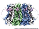 Foto: Una proteína del gusto podría ser clave para desarrollar medicamentos en trastornos neurológicos, según estudio