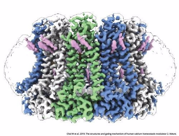 La estructura de nivel casi atómico del modulador de la homeostasis del calcio 2, una proteína que desempeña un papel en el procesamiento del sabor y la mitigación de la toxicidad en las células cerebrales.