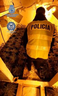 Dos detenidos tras desmantelar un cultivo de 219 plantas de marihuana en una vivienda ocupada de Jerez