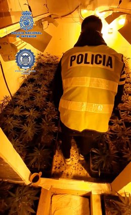 Nota De Prensa: Desmantelada En Jerez De La Frontera Una Plantación Indoor De Cannabis Sativa Ubicada En Una Vivienda Ocupada Ilegalmente