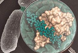 Dominio SPOR (en color beige) unido a la pared bacteriana (en esferas verdes). En el fondo se representa una imagen de microscopía de Pseudomonas aeruginosa dividiéndose en dos.