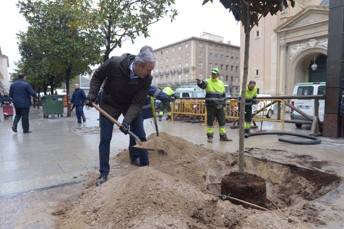 Azcón planta un ejemplar de magnolio en el plaza del Pilar