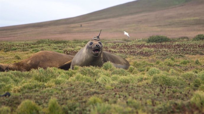 Una foca permite descifrar la transferencia de calor en los océanos 