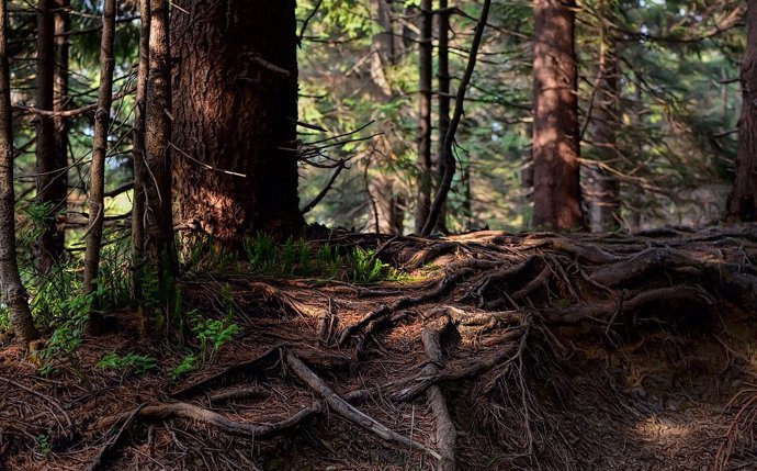 Las raíces del árbol en un bosque.