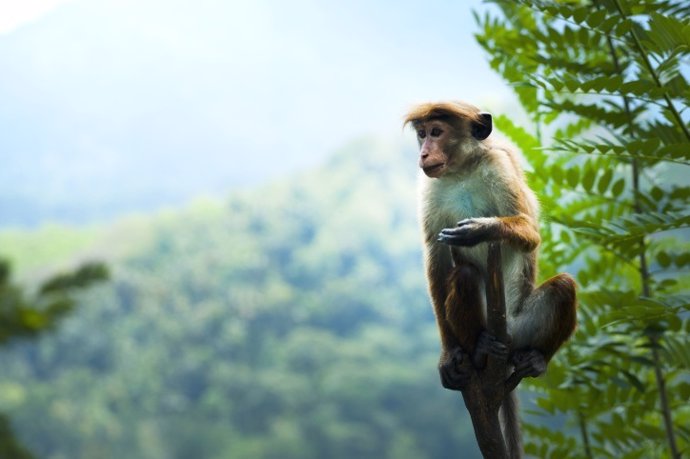 Mono en bosque tropical