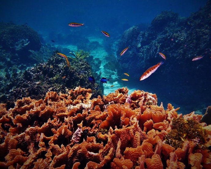 Arrecife de coral en Roatán (Honduras)