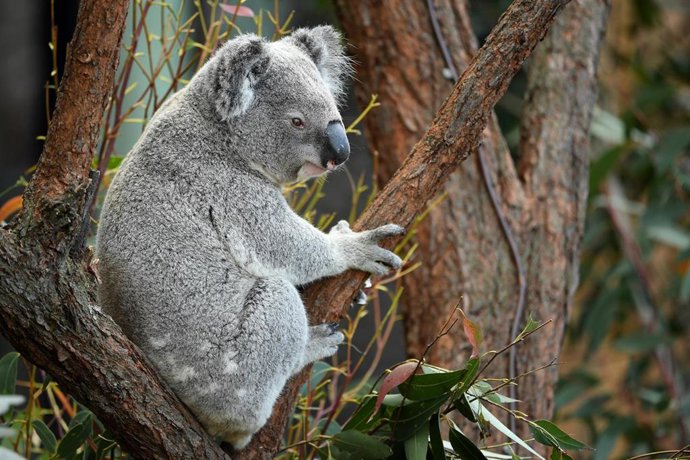 Un koala en el Taronga Zoo Wildlife Retreat