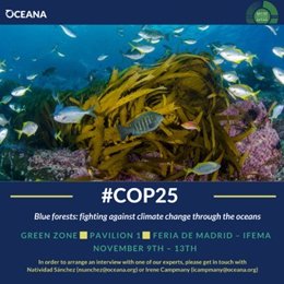 COP25.- Oceana pide un plan de acción para la protección de los 'bosques azules'