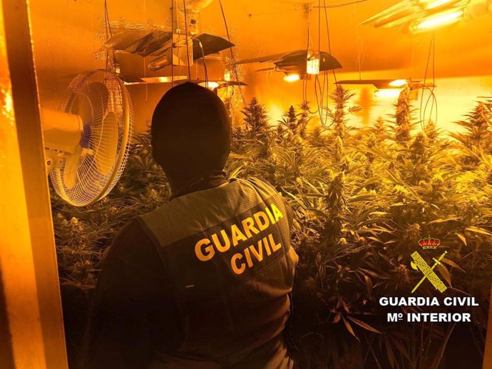 Un agente de la Guardia Civil en una vivienda donde hallaron 171 plantas de marihuana.