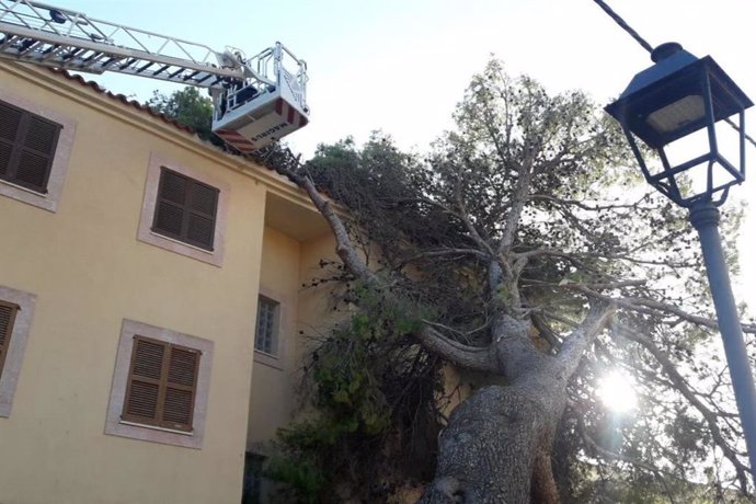 Árbol caído en Mallorca a consecuencia de los fuertes vientos