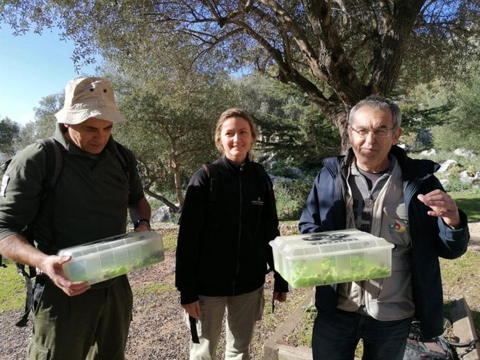 Diversos tcnics alliberen exemplars de sapillo balear en la Serra de Tramuntana.
