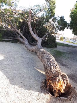 Un pino caído en Marratxí como consecuencia del fuerte vendaval.