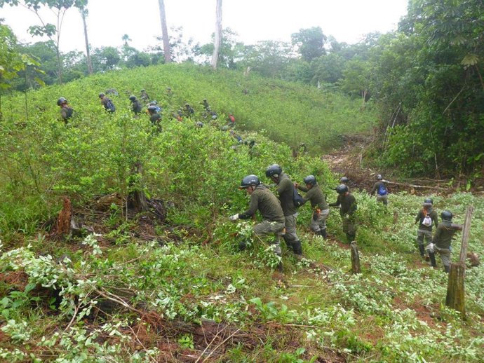 Cultivos de hoja de coca en Perú. 