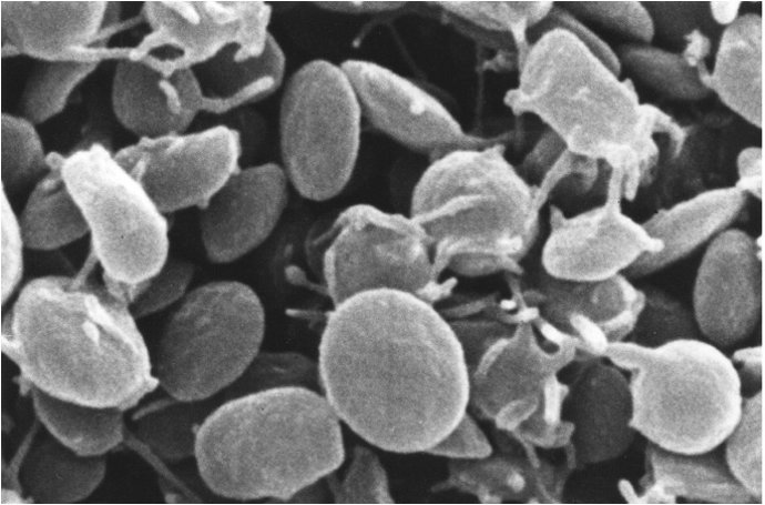 Una imatge de plaquetes que forma part de l'estudi