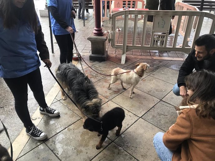 Voluntarios pasean a los perros que se adoptan en Santurtzi.