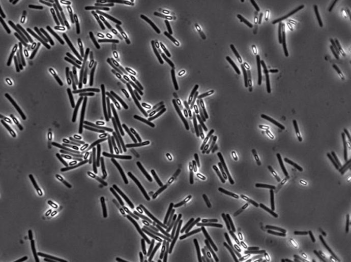 Clostridium difficile