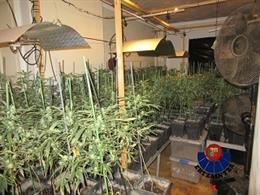 Cultivo de marihuana localizado en Zigoitia (Álava).