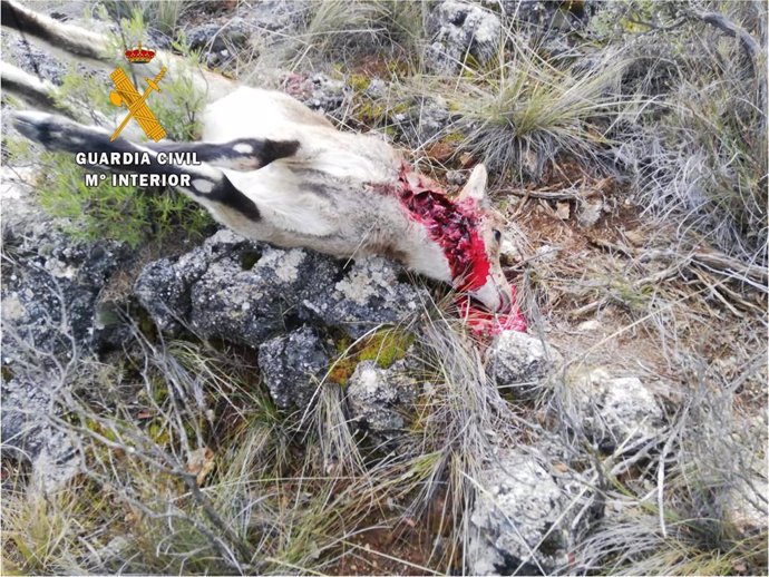 Una de las cabras abatidas por el cazador investigado por la Guardia Civil