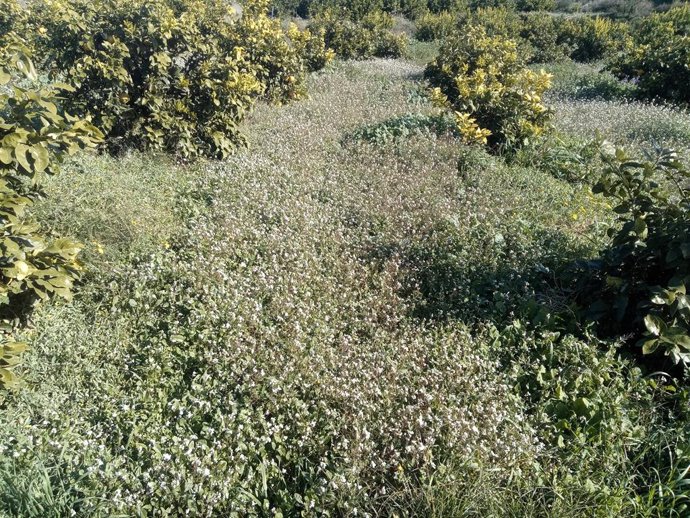 ANSE y Anecoop acuerdan conservar los polinizadores en fincas agrícolas