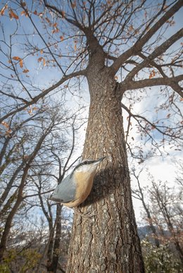 Los Premios Félix de Azara reflejan la importancia que la Diputación de Huesca o