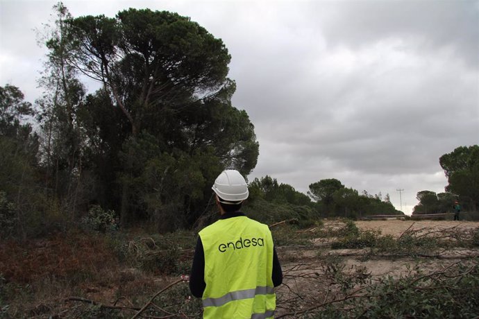 Trabajos de tala preventiva en el parque natural de Doñana.
