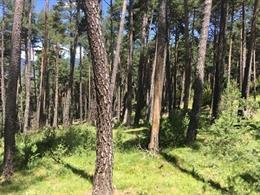 Bosc