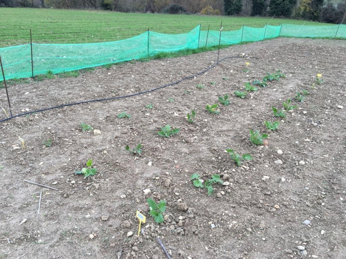 Jaén.- Alcalá la Real sigue estudiando la viabilidad del cultivo de grelos y mos