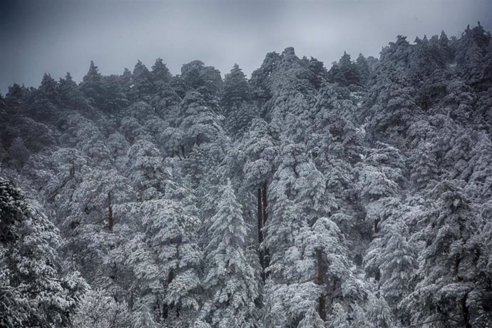 Paisaje de pinos cubiertos de nieve durante el temporal de nieve en la Sierra de Madrid, en el Puerto de Navacerrada (Madrid) a 16 de noviembre de 2019.