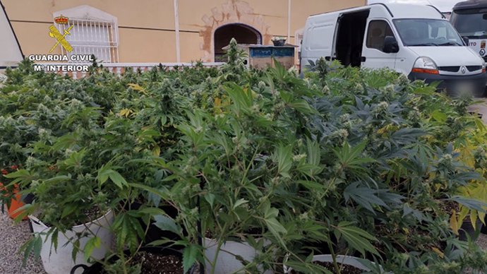 Guardia Civil detiene a tres individuos y desmantela un invernadero clandestino con 500 plantas de marihuana