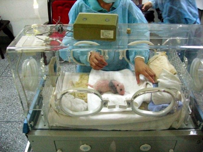 Un bebé panda pesa al nacer 900 veces menos que su madre
