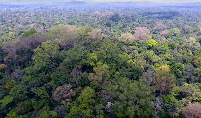 Nuevo récord de altura para un árbol en el Amazonas