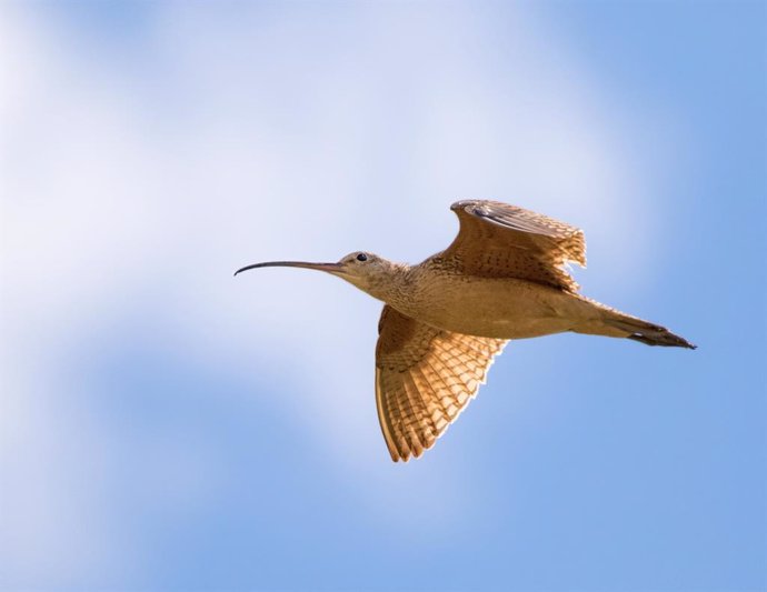 Las migraciones de las aves se adelantan a medida que cambia el clima