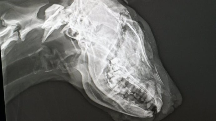 Radiografía de la perra agredida.