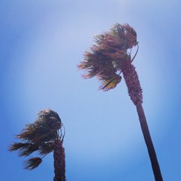 Imagen de archivo de palmeras azotadas por el viento