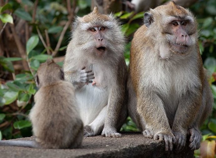 macacos