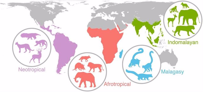 Eventos de hace 20.000 años siguen impactando en los mamíferos de hoy