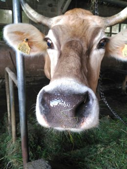 Vaca.