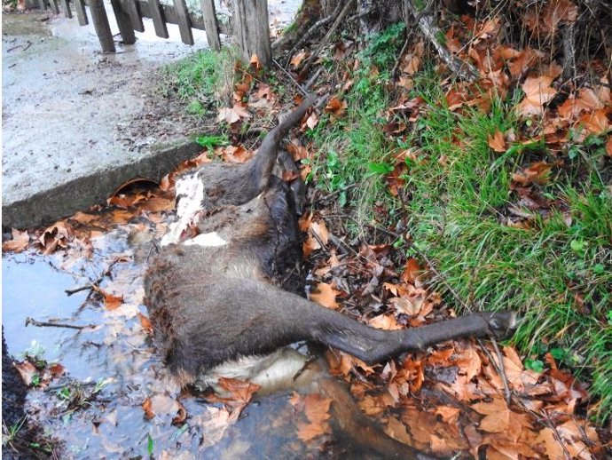 Un ciervo decapitado en el Parque Nacional de la Ubiñas, en Asturias.