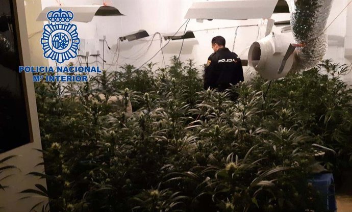 Imagen de recurso de una plantación de marihuana desmantelada.