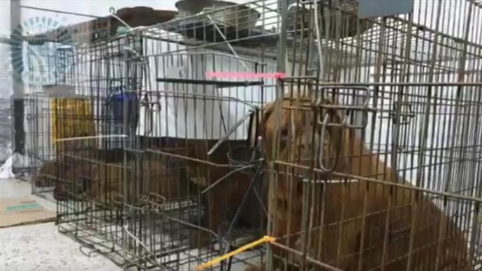 Imagen de los perros enjaulados en un local comercial en Fuenlabrada.