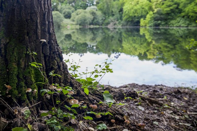 Área Natural de Especial Interés (ANEI) de La Viesca (archivo)