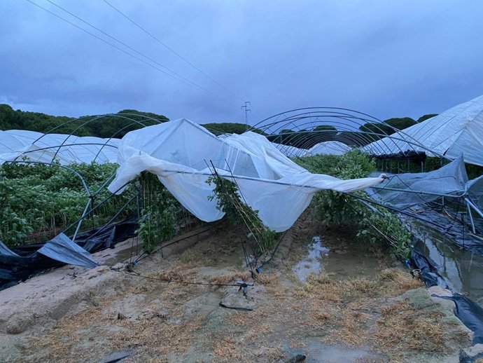 El temporal afecta a más de 20 hectáreas de frutos rojos del Condado.
