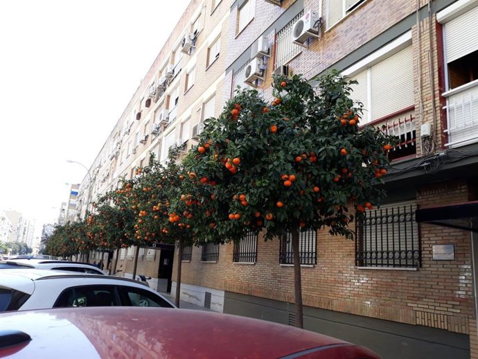 Naranjos en Sevilla