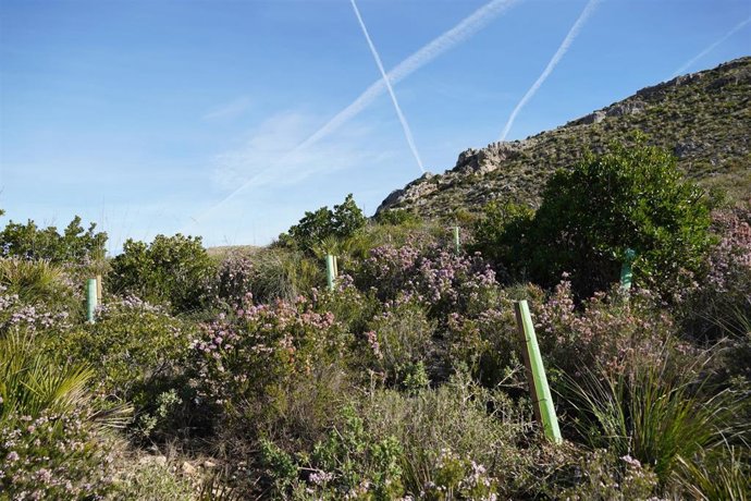 Finaliza la reforestación de la finca pública de sa Duaia, una zona de bosque de Mallorca.