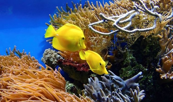 Los corales figuran entre las especies estudiadas