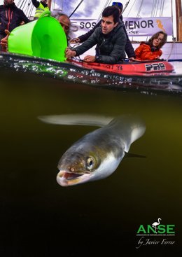 Operación de anguila para colocación de emisor