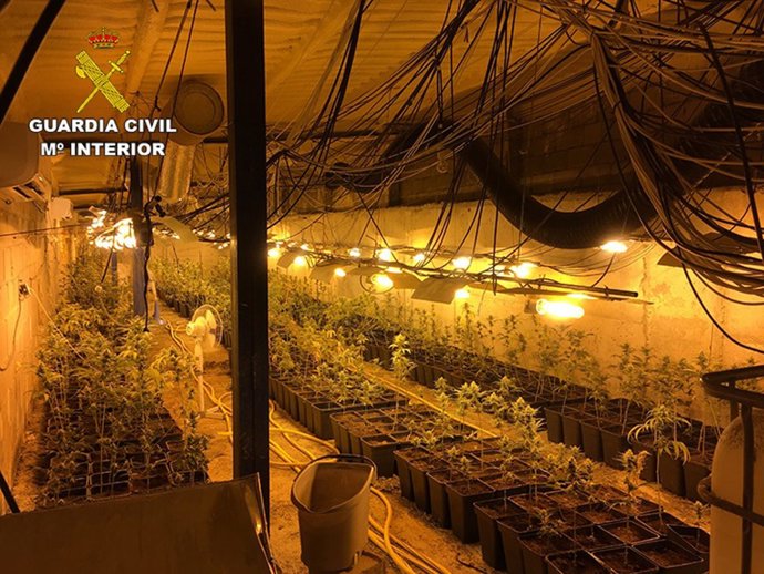 Sucesos.- Tres detenidos por cultivar 2.239 plantas de marihuana en una finca de